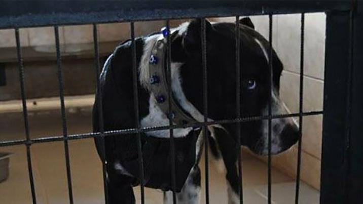 Sokak köpeğine saldıran pitbull sahiplerine 28 bin tl ceza