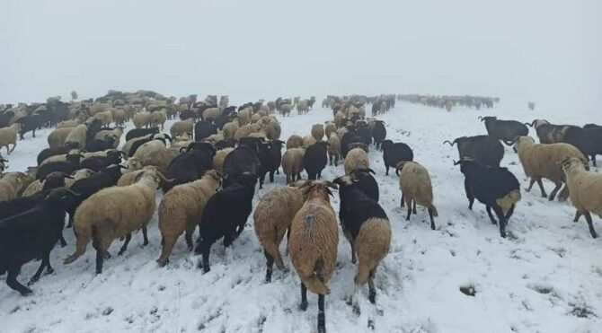 Artvin’de ani bastıran kar sürü sahiplerine zor anlar yaşattı