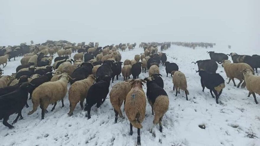 Artvin’de ani bastıran kar sürü sahiplerine zor anlar yaşattı