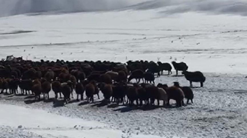 Ardahan’da kar nedeniyle yaylada mahsur kalan çoban ve sürüler kurtarıldı