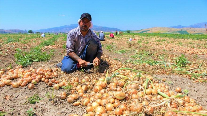 Kayrılan Türk değil yabancı çiftçi oldu