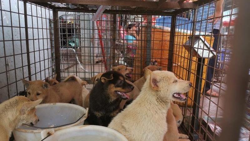 Güney Kore’de köpek etinin yasaklanması gündemde