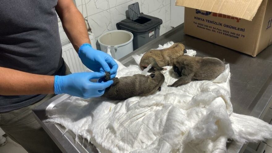 Ölüme terk edilen köpek yavruları kurtarıldı