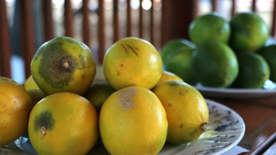 Çiftçinin çöpe attığı ıskarta limon marketlerde 6 lira