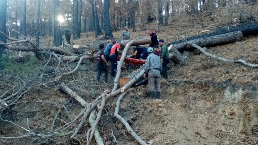 Kestiği ağacın altında kaldı