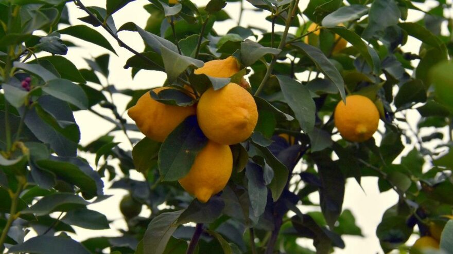 Rekabet’ten limon toptancılarına ceza çıkmadı