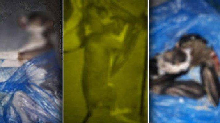 Kuşadası’nda vahşet! 4 yavru sokak köpeği katledildi