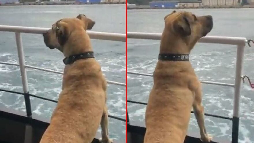 Boji bu kez vapurda görüldü