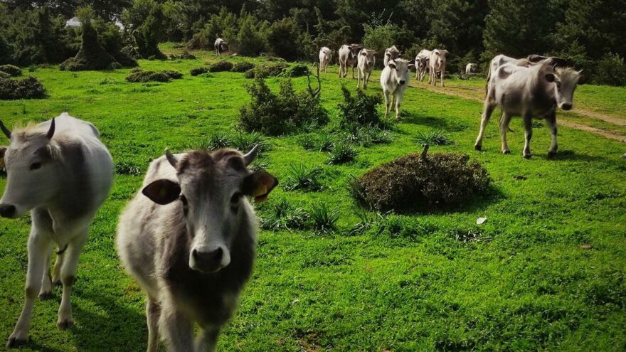 Dananın saldırısına uğrayan çiftçi hayatını kaybetti
