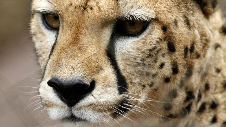Suudi zenginlerin yeni merakı: Afrika’dan çita kaçırıyorlar