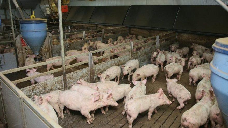 Afrika domuz vebası yayılıyor: 7,7 milyar dolarlık endüstri için büyük tehdit