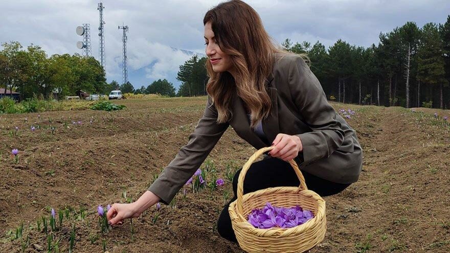 Kilosu 60 bin liradan satılan safranda hasat başladı