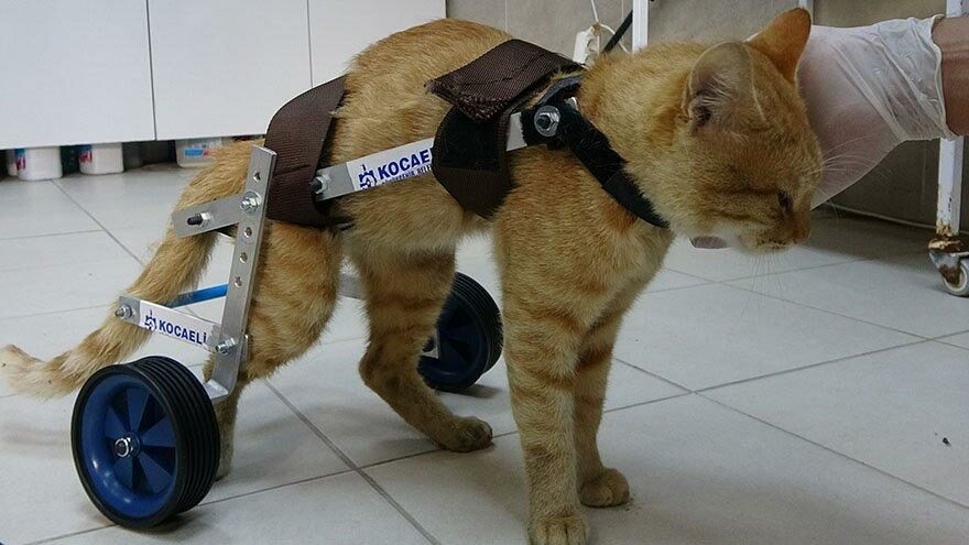 Felçli kedi yürüteçle hayata tutundu