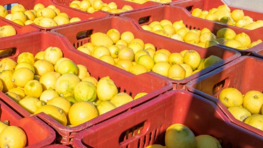 Üreticiden limon isyanı: Tarlada 1 TL, Tarım Kredi satış mağazasında 5,9 TL