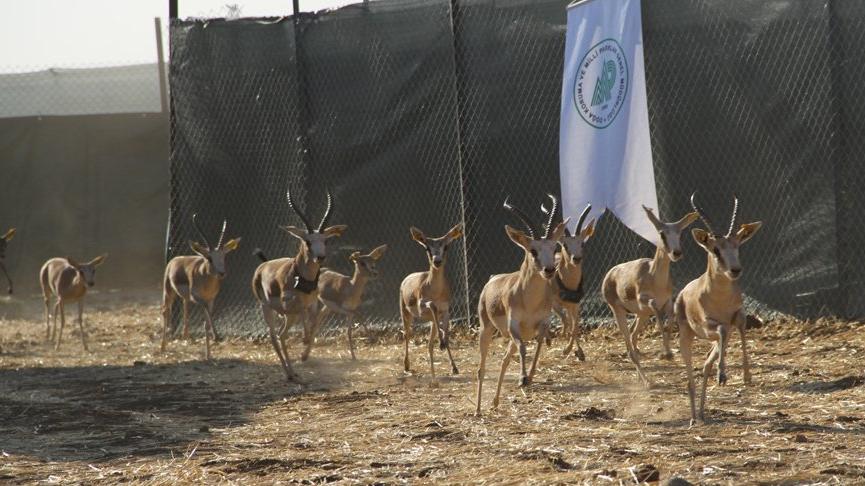 Cudi Dağı’na ‘gazella gazella’ türü 40 ceylan bırakıldı