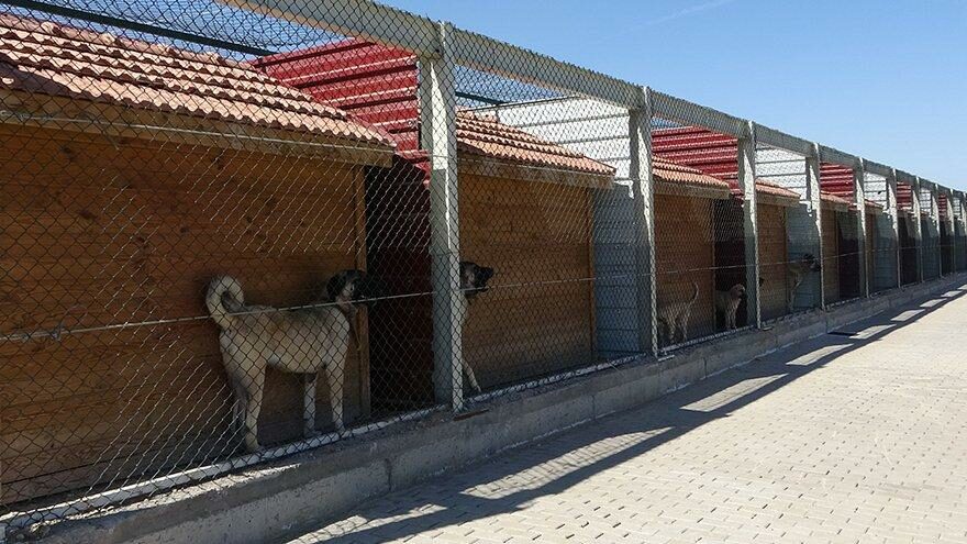 Kangal köpekleri bu tesiste korunuyor