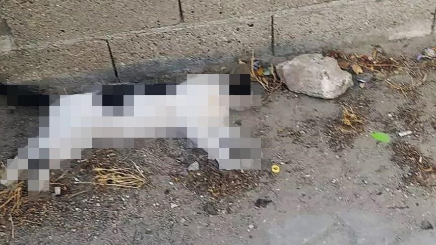 Gelibolu’da çok sayıda kedi zehirlenerek öldürüldü