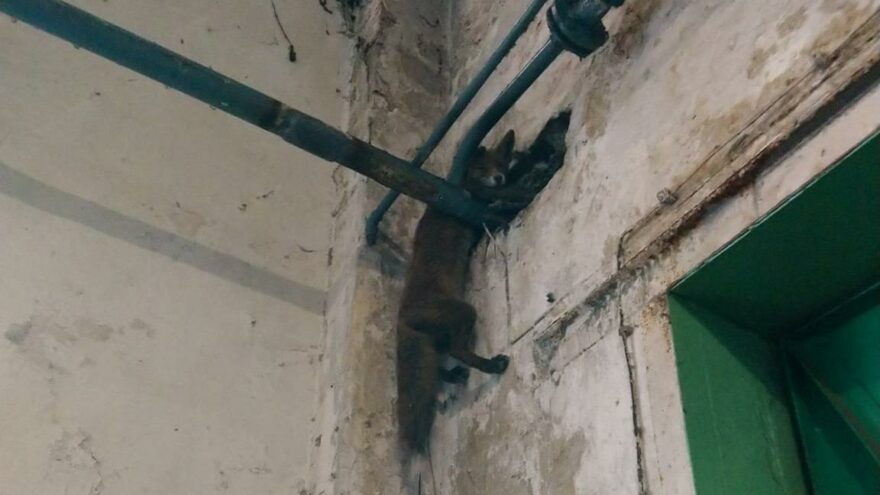 Fabrikaya giren tilki boru ve duvar arasında sıkıştı