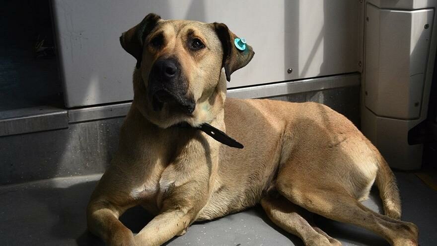 İstanbul’u gezen köpek Boji