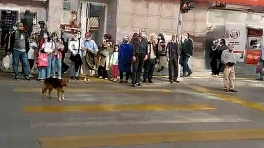 Köpek yolun karşısına geçmek için yeşil ışığı bekledi