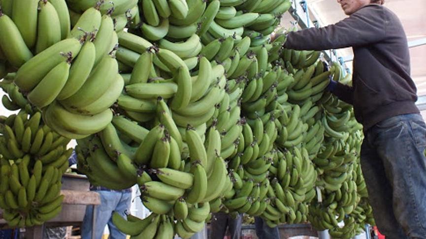 Anamur muzu tarlada 6, markette 15 TL