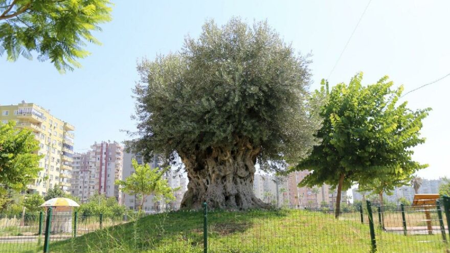 Bin 204 yaşındaki anıt ağaçtan zeytin hasadı