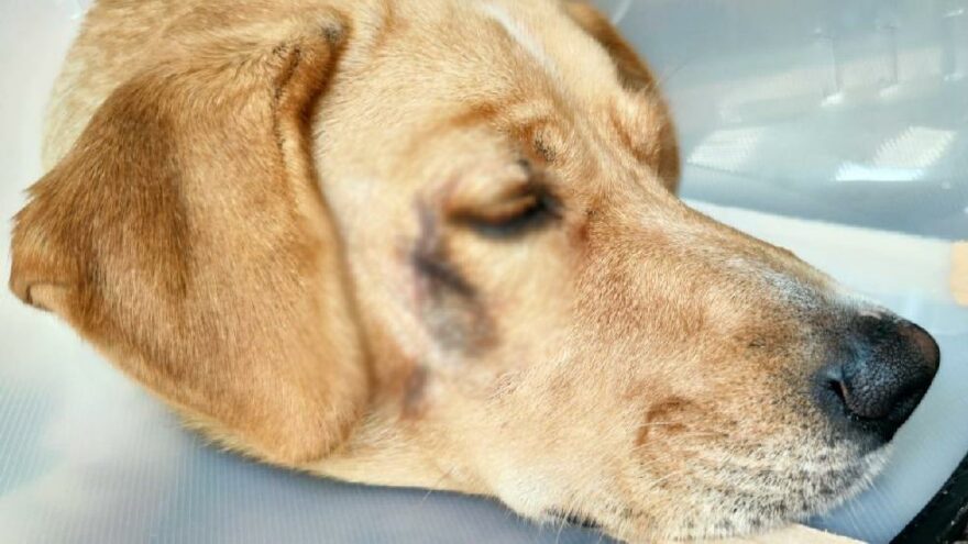 Büyükçekmece’de köpeği suratından bıçakladılar