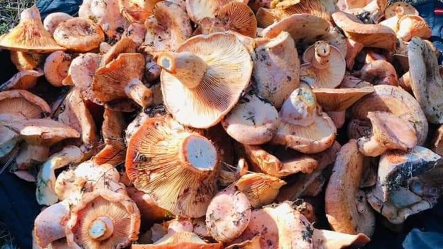 Fiyatını duyan ormana koştu