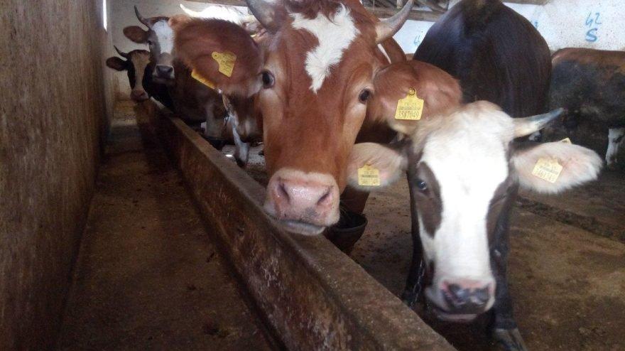 Huysuz inek veterinerin çenesini kırdı