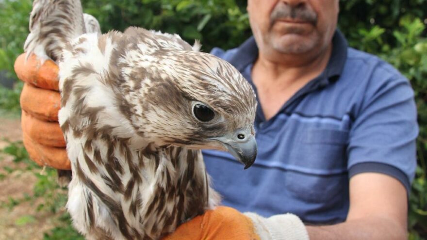 Evinde şahin besledi 19 bin TL para cezası yedi