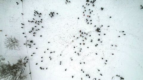 500 kişi kar topu savaşı yaptı