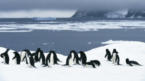 Greenpeace’den nesli tükenmeye başlayan penguenler için ilginç proje
