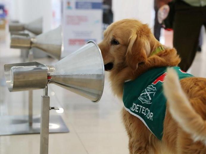 Şaşırtan araştırma: Köpekler, corona virüsü tespit etmekte testlere göre daha başarılı