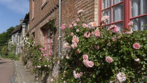 Turistler hayran kalıyor: Gülleriyle ünlü köy
