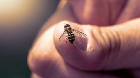 İklim değişikliği arıların neslini ve arıcılık faaliyetlerini tehlikeye sokuyor