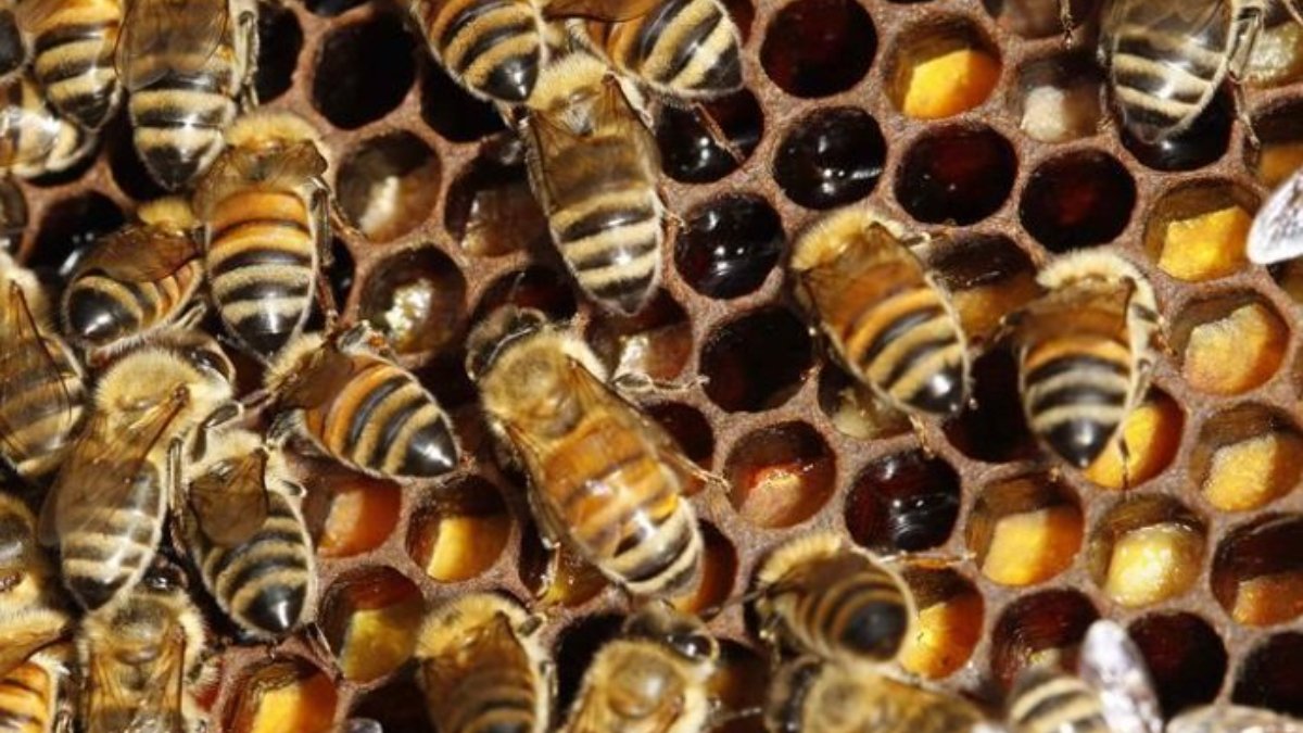 Arılar bulmaca çözmeyi nasıl öğreniyor?