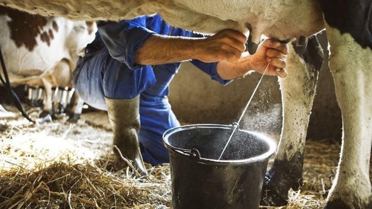 Süt üretimi şubat ayında yüzde 9,2 azaldı